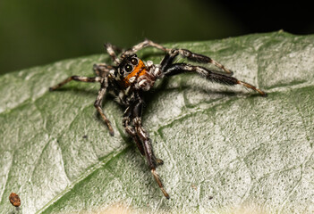 Jumping spiders are a group of spiders in the family Arachnids, which is considered to be the most populous family of spiders, with over 5,000 species.