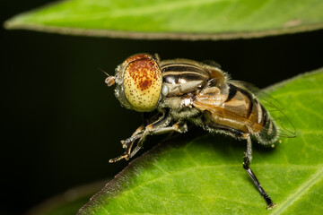 Hover fly Flower flies also known as hoverflies, are insects in the family Syrphidae. They are often seen hovering or sucking pollen from flowers.