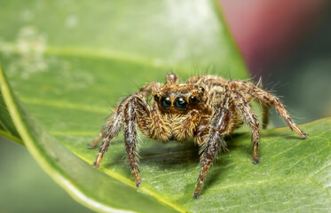 Jumping spider Which comes from the distinctive characteristics of fighters who can fly far to hunt prey.