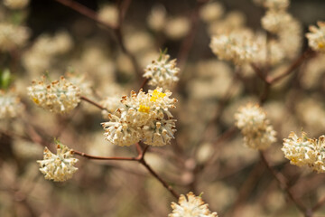 Climbing Mount Ryokami, Saitama, Japan