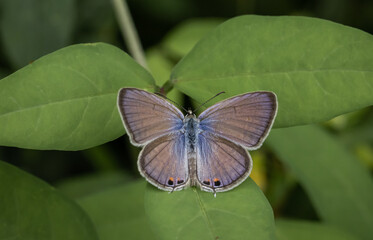 The Peablue Lampides boeticus  (Linnaeus,1767) on the green leaf macro shot.