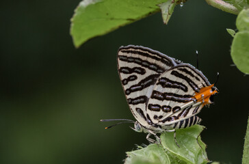 Spindasis syama terana (Club Silverline) on the green leaf macro shot.
