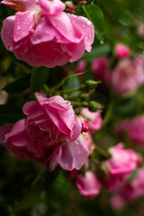 Vibrant Pink Roses in Full Bloom at a Garden During Daytime