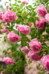 roses in a garden during a rainy day capturing nature's beauty and freshness