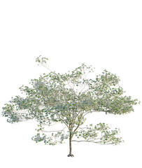 Obraz premium Cornus florida tree, front view, cutout, transparent background, isolate, Blooming Tree with Delicate White Flowers on Branching Structure - PNG