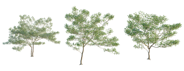 Cornus florida tree, front view, cutout, transparent background, isolate, Three Green Trees with Detailed Foliage - Perfect for Landscape Designs and Compositing