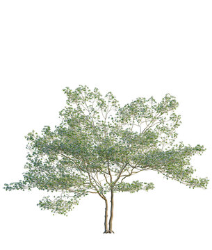 Cornus florida tree, front view, cutout, transparent background, isolate, Lush Green Tree with Delicate Foliage - Perfect for Spring and Summer Designs