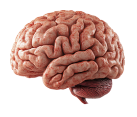 3d human brain model transparent background, cutout png