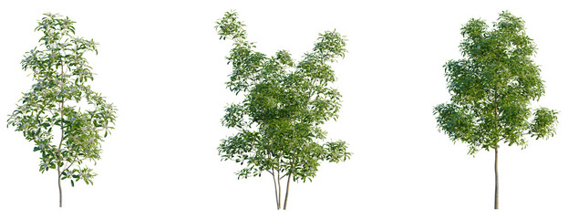 Magnolia virginiana Northern Belle tree, front view, cutout, transparent background, isolate, Three lush green trees standing side-by-side in a natural setting © DH Tree Stock