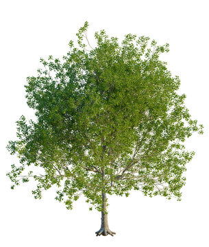 Platanus occidentalis tree, front view, cutout, transparent background, isolate, Lush Green Tree with Detailed Foliage - Perfect for Spring and Summer Scenes