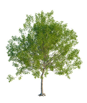 Platanus occidentalis tree, front view, cutout, transparent background, isolate, Lush Green Tree with Detailed Foliage on a Clear Background, Nature's Beauty