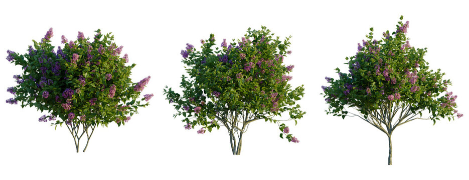 Syringa vulgaris tree, front view, cutout, transparent background, isolate, Lilac bushes in full bloom, vibrant purple flowers, floral arrangement for spring
