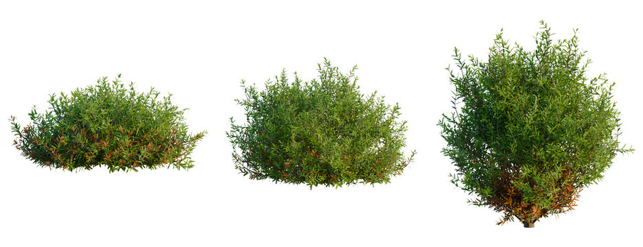 Thuja occidentalis Teddy tree, front view, cutout, transparent background, isolate, Three lush green shrubs in varying sizes and shapes, natural garden elements