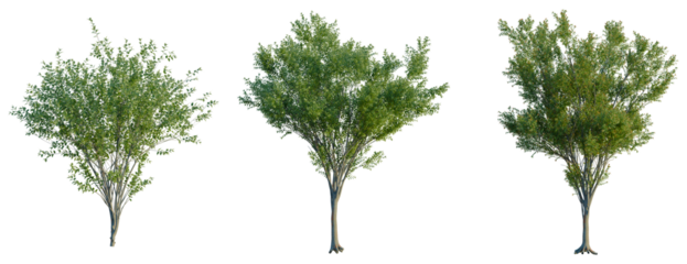 Zelkova serrata Green Vase tree, front view, cutout, transparent background, isolate, Three Lush Green Trees with Detailed Foliage, Perfect for Compositing and Design