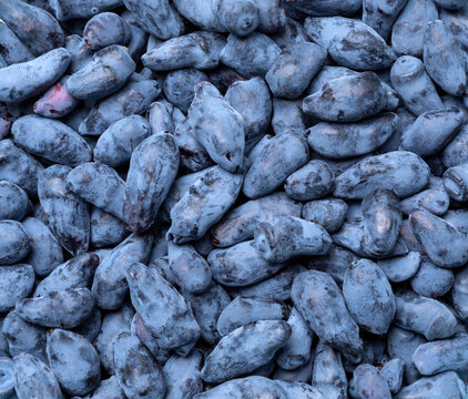  Honeysuckle . Blueberry. Fresh raw berries.