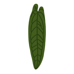 Narrow Lanceolate Tropical Leaf Illustration - Exotic Jungle Foliage © Dindarchmh