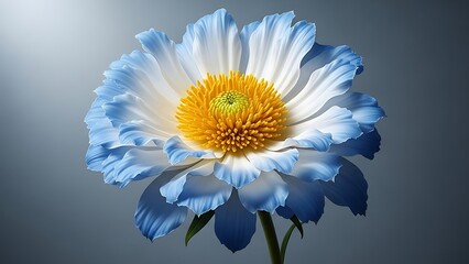 A beautiful blue and white flower with a yellow center stands alone in a studio against a grey background.
