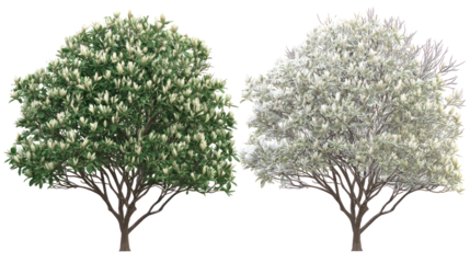 Two same magnolia trees side by side one representing summer and winter on transparent background