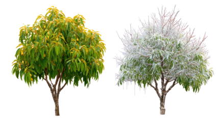 Two trees in autumn and winter on transparent background
