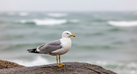 Obraz premium A seagull stands on a rock against a misty sea background.