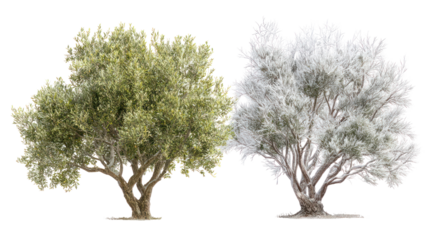 Two same olive trees side by side one representing summer with one winter on transparent background