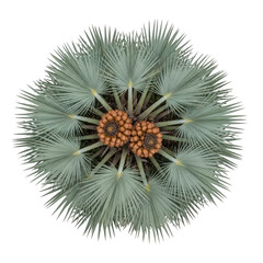 Overhead view of two brown palm tree fruits surrounded by pale green fan-shaped leaves isolated on a transparent background