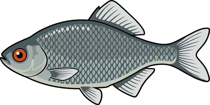 European Bitterling Fish Swimming Side View - Animal Character Illustration Isolated on Transparent Background
