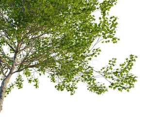 Fototapeta premium Platanus occidentalis tree, corner view, cutout, transparent background, isolate, Green tree branch with lush foliage against a clean backdrop, natural beauty