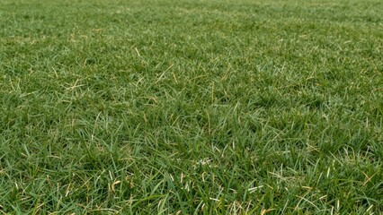 Obraz premium Green grass texture, top down view of manicured lawn, sports field background, nature pattern, fresh