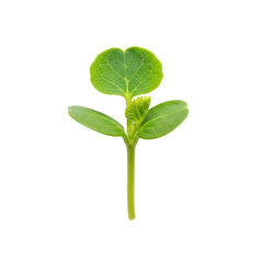 Young green seedling with two cotyledon leaves and emerging true leaves isolated on a transparent background