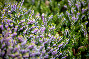 Winter Heath (erica carnea) growing along the side of the A390 in Penstraze (Cornwall, UK).