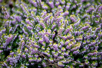 Winter Heath (erica carnea) growing along the side of the A390 in Penstraze (Cornwall, UK).