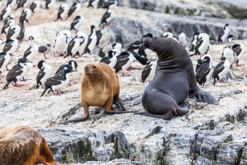 Unspoilt, wild nature in Patagonia in the Beagle Channel.