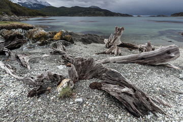 Nice Forest in Tierra del Fuego National Park.
