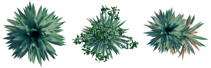 Agave rhodacantha tree plan, top view, cutout, transparent background, isolate, Three Yucca Plants with Different Stages of Growth and Bloom, PNG Cutout