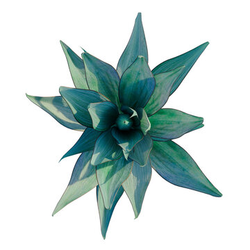 Agave shawii x attenuata Blue Flame tree plan, top view, cutout, transparent background, isolate, Succulent Echeveria Elegans Plant with Detailed Rosette for Design Elements