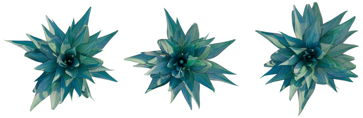 Agave shawii x attenuata Blue Flame tree plan, top view, cutout, transparent background, isolate, Vibrant Turquoise Succulents - A Trio of Botanical Elegance for Design Projects