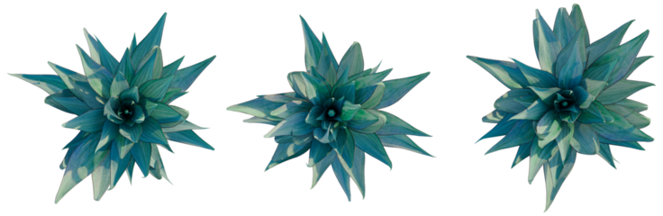 Agave shawii x attenuata Blue Flame tree plan, top view, cutout, transparent background, isolate, Vibrant Turquoise Succulents - A Trio of Botanical Elegance for Design Projects