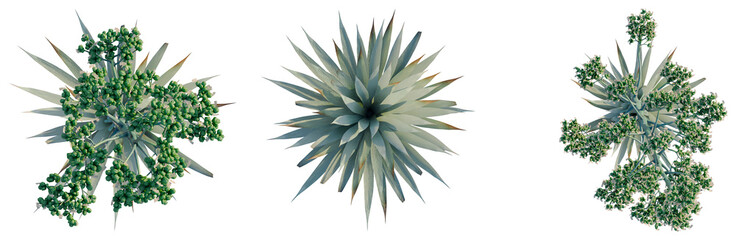 Obraz premium Agave Tequilana tree plan, top view, cutout, transparent background, isolate, Agave americana plants collection, botanical illustration for design projects