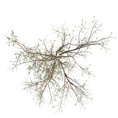 Fototapeta premium Larrea divaricata tree plan, top view, cutout, transparent background, isolate, Delicate Willow Branch with Emerging Green Leaves - Nature's Spring Renewal