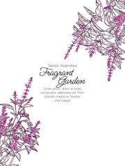 Vector illustration fragrant garden. Red basil bush in engraving style