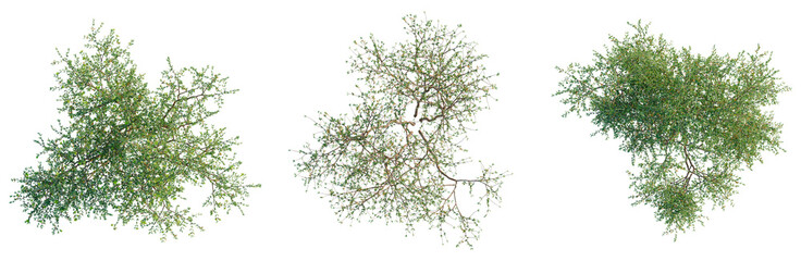 Obraz premium Larrea divaricata tree plan, top view, cutout, transparent background, isolate, Three Lush Greenery Branches - Perfect for Spring or Summer Scene Design Elements