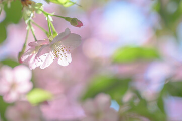 河津桜のアップ