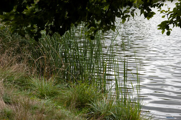 Lakeshore with rippled water, green grass on the bank, green reeds near the shore, and branches with green leaves above.