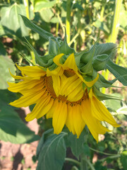 Sunflower in sunlight with other sunflowers softly blurred in the background.