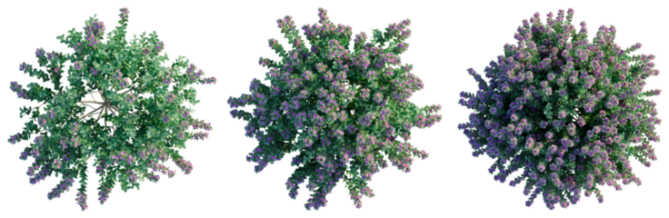 Leucophyllum frutescens tree plan, top view, cutout, transparent background, isolate, Blooming lilac bush set with purple flowers, botanical illustration for design