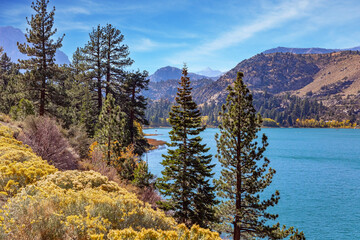 Evergreen fir trees on the shore. © Kushnirov Avraham