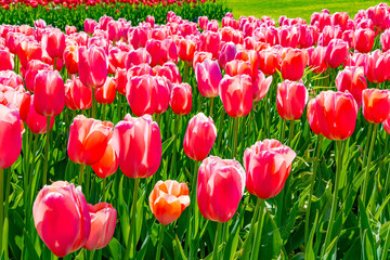 Delicate blooming tulips © Kushnirov Avraham