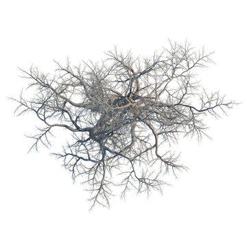 Pinus monophylla tree plan, top view, cutout, transparent background, isolate, Bare Tree Branches Network - Intricate Winter Woodland Root System Design