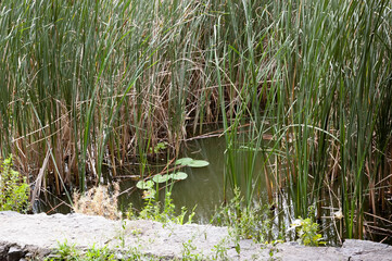 Green lake water with reeds and water lilies, with a concrete embankment in the foreground.